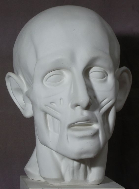 2362.jpg - Череп, экорше Гудона, обрубовка, голова