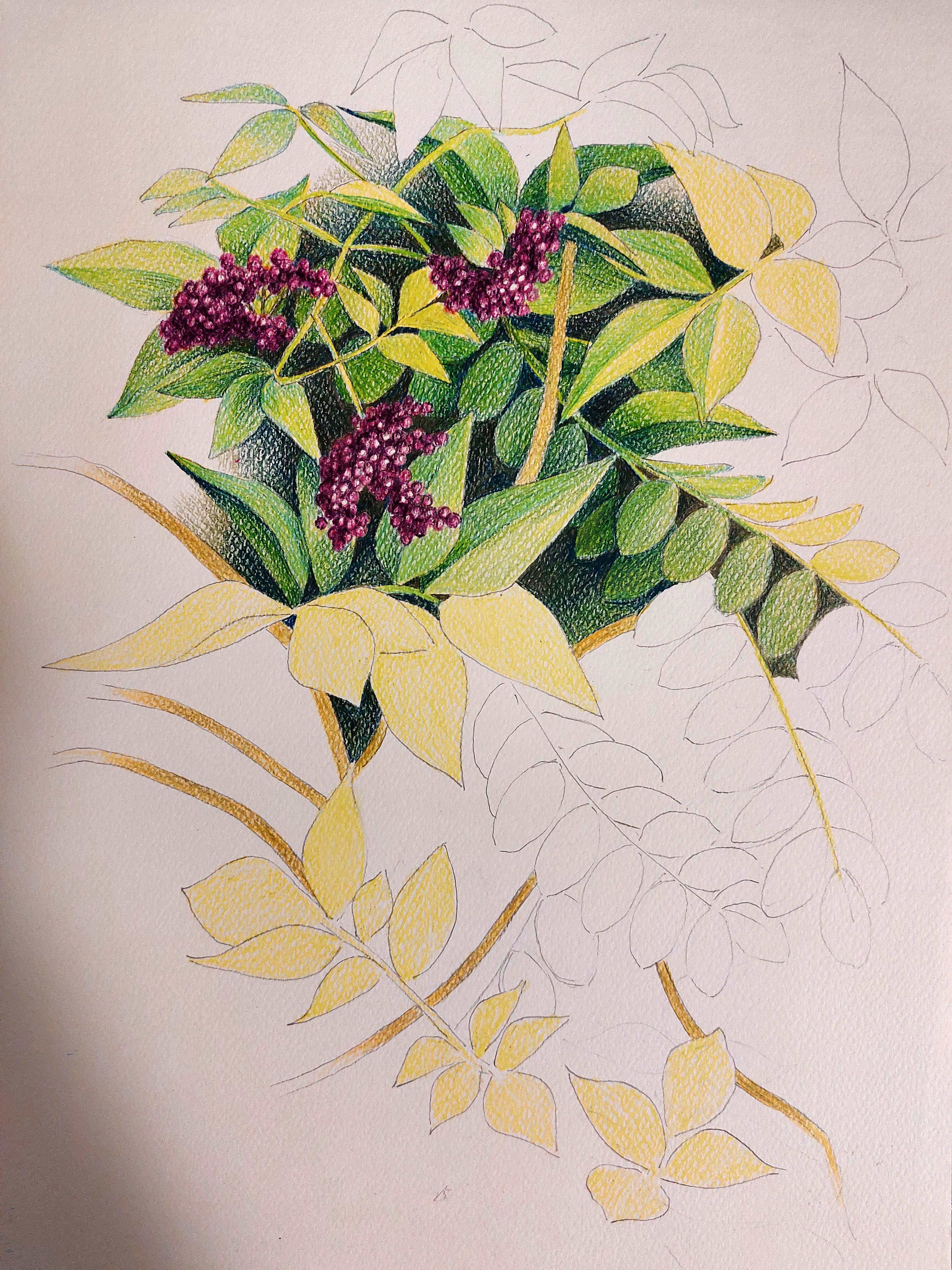 Бузина. Мойзельвиц