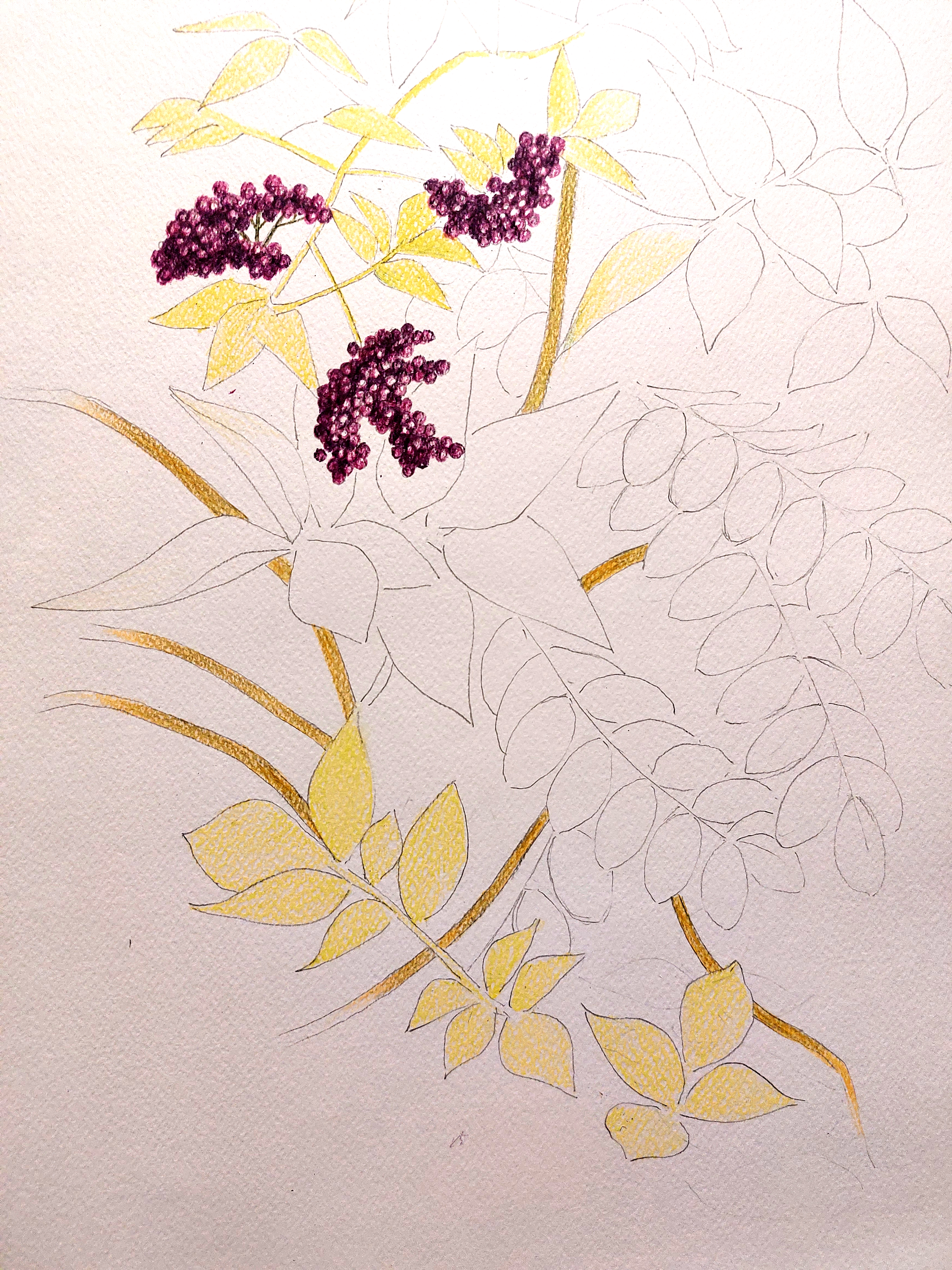 Бузина. Мойзельвиц