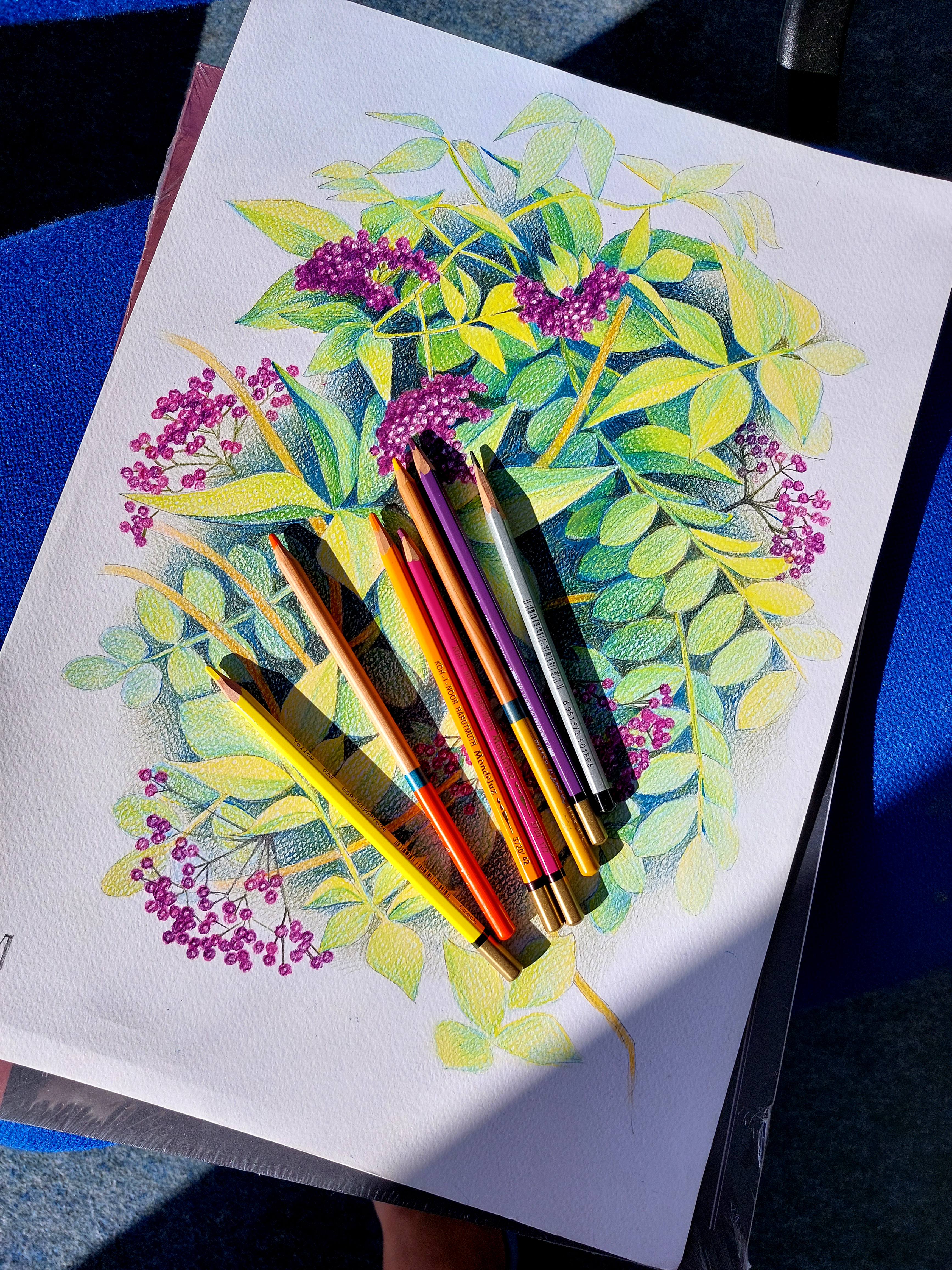 Бузина. Мойзельвиц